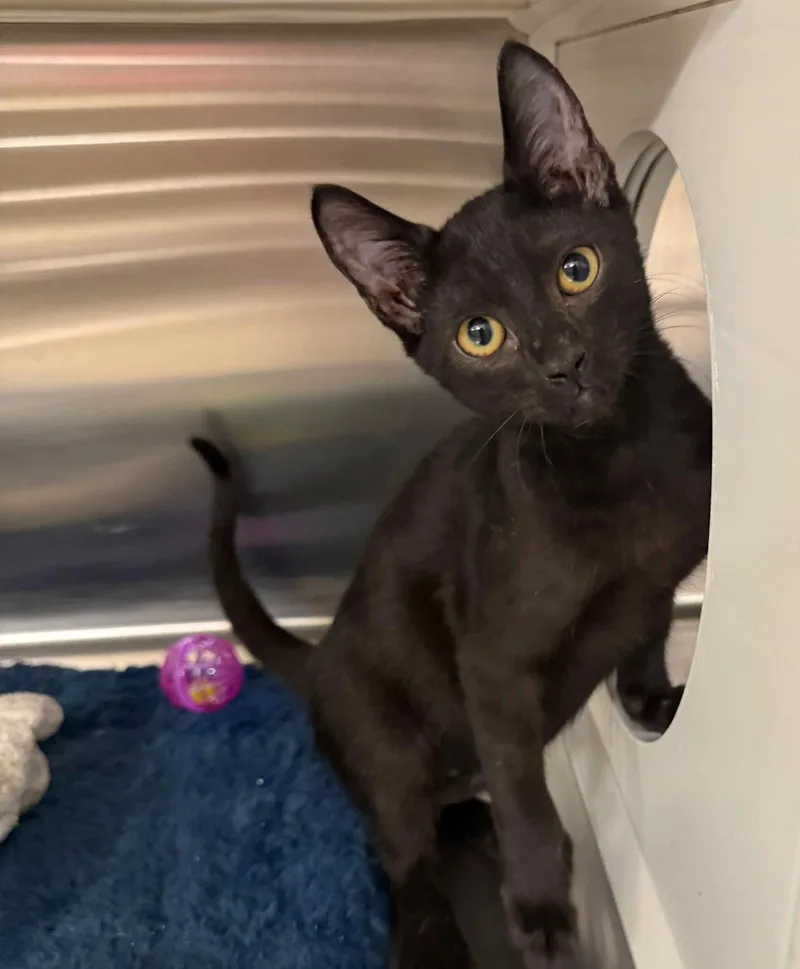 A young medium-sized male Black Domestic Short Hair cat named Rocky for adoption in Bolivia, NC