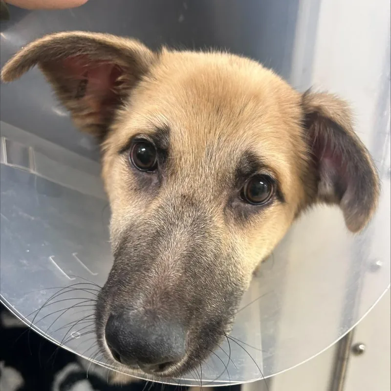 A young medium-sized female German Shepherd Dog dog named Frankie Stein for adoption in Winston-Salem, NC