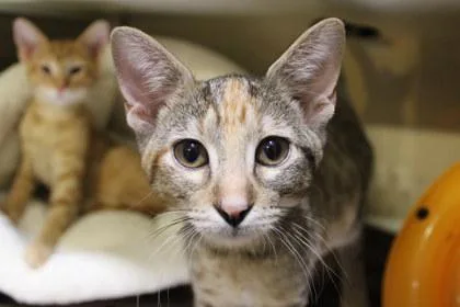 A young medium-sized female Domestic Short Hair cat named Ruby for adoption in Kansas City, MO