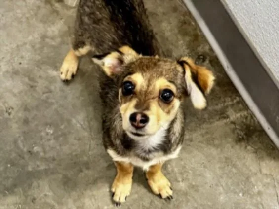 A baby small-sized male Mixed Breed dog named Fred for adoption in Los Angeles, CA