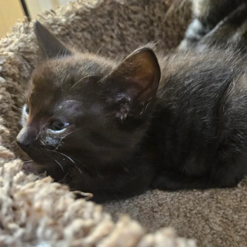 A baby small-sized male Black Domestic Short Hair cat named Vader for adoption in Huntsville, AL