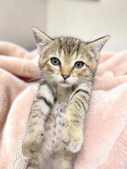 A baby medium-sized female Domestic Short Hair cat named Nadia for adoption in Cumberland, MD