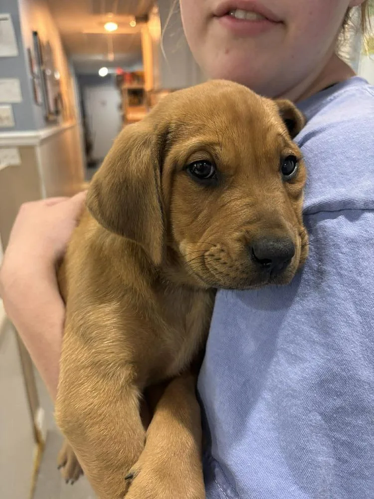 A baby large-sized female Brown / Chocolate Labrador Retriever dog named Nickel for adoption in Statesboro, GA