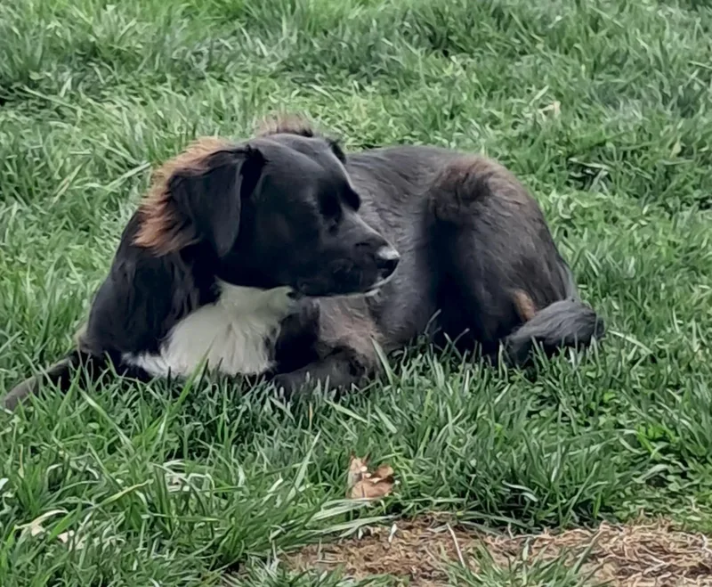A young medium-sized female Black Spaniel dog named Missy Courtesy Listed for adoption in Midland, MI