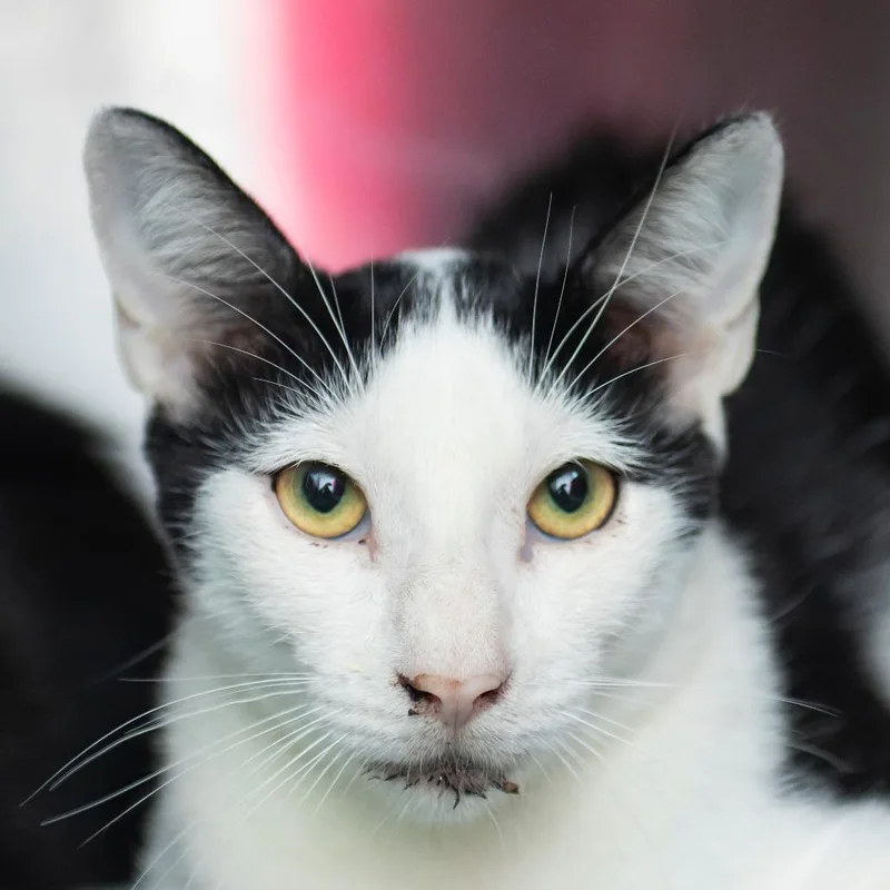 A baby medium-sized male Black Domestic Short Hair cat named Apolo for adoption in Middletown, RI