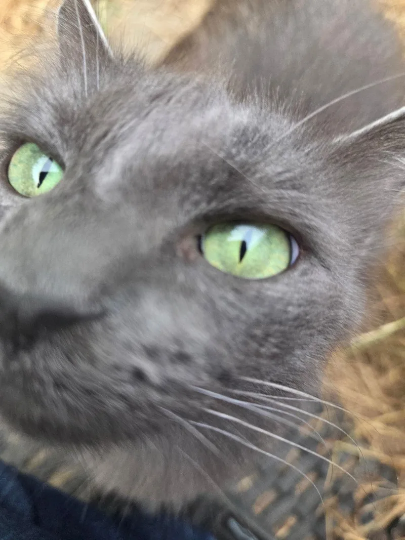 An adult small-sized female Gray / Blue / Silver Nebelung cat named Muffy for adoption in Escondido, CA