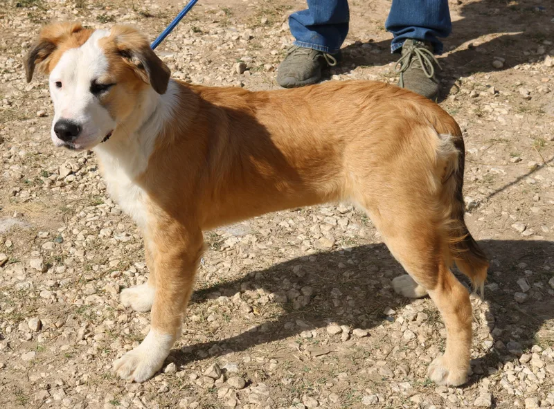 Barron thumbnail 2