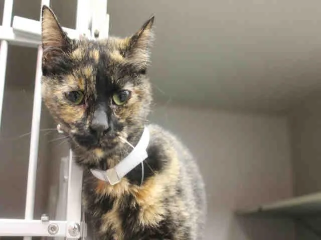 A senior small-sized female Domestic Short Hair cat named Shiba Lydia for adoption in Dallas, TX