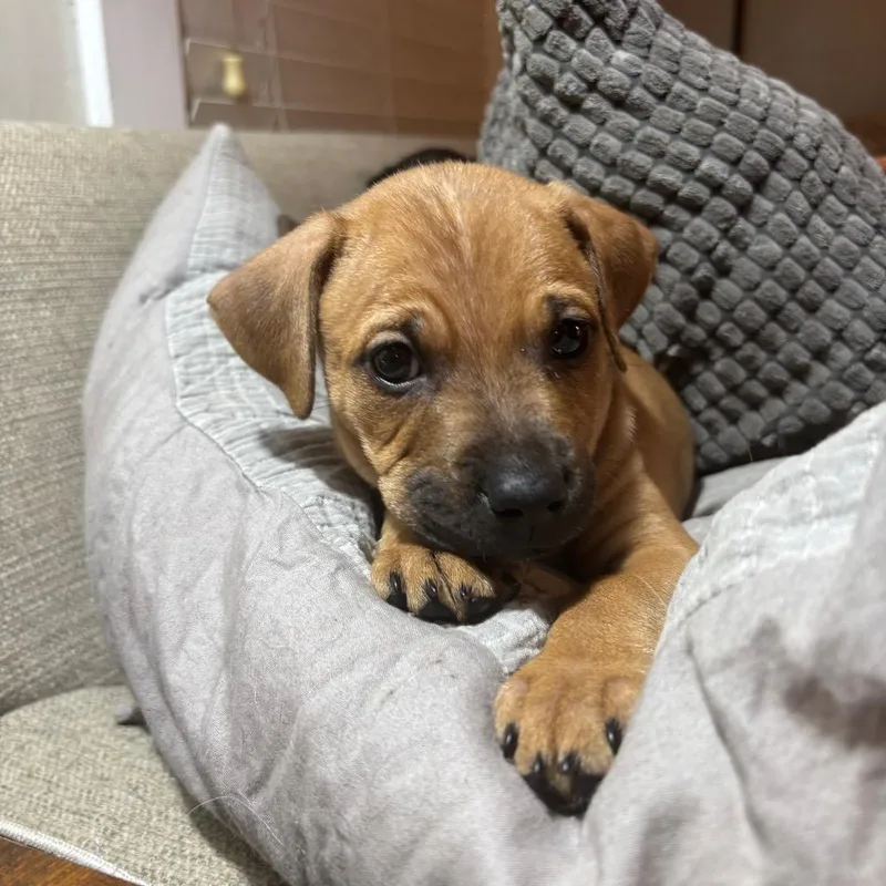 Mozzarella thumbnail 2