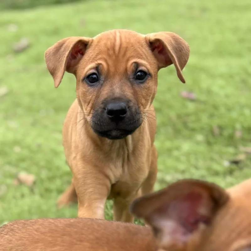 Mozzarella thumbnail 3