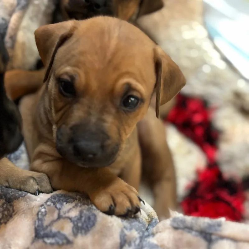 Mozzarella thumbnail 4