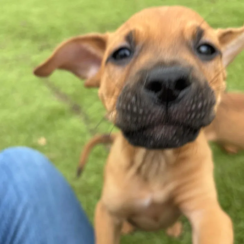 Mozzarella thumbnail 5