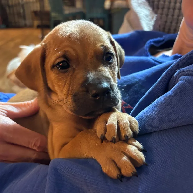 Mozzarella thumbnail 6