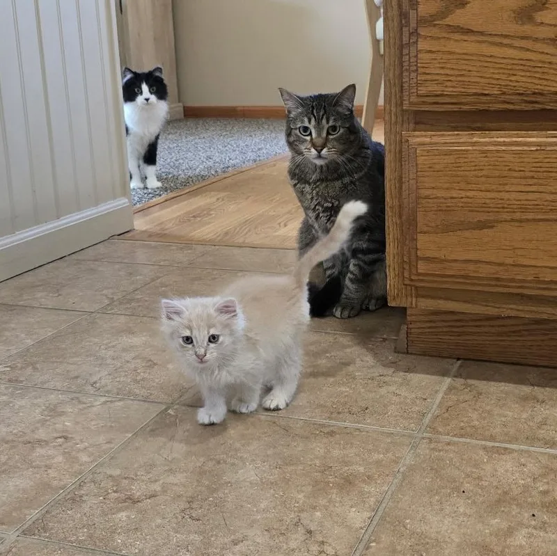 A baby medium-sized male Domestic Medium Hair cat named Yuji for adoption in Omaha, NE