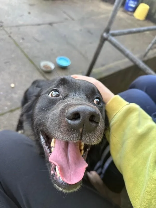 An adult large-sized male Black Mixed Breed dog named Tchotchke for adoption in Cincinnati, OH