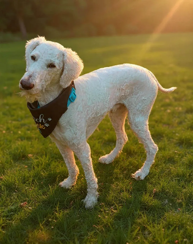 An adult medium-sized male Goldendoodle dog named Connor for adoption in Maiden, NC