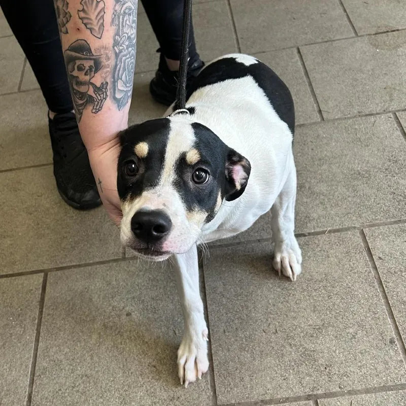 Carpathia Stray Hold