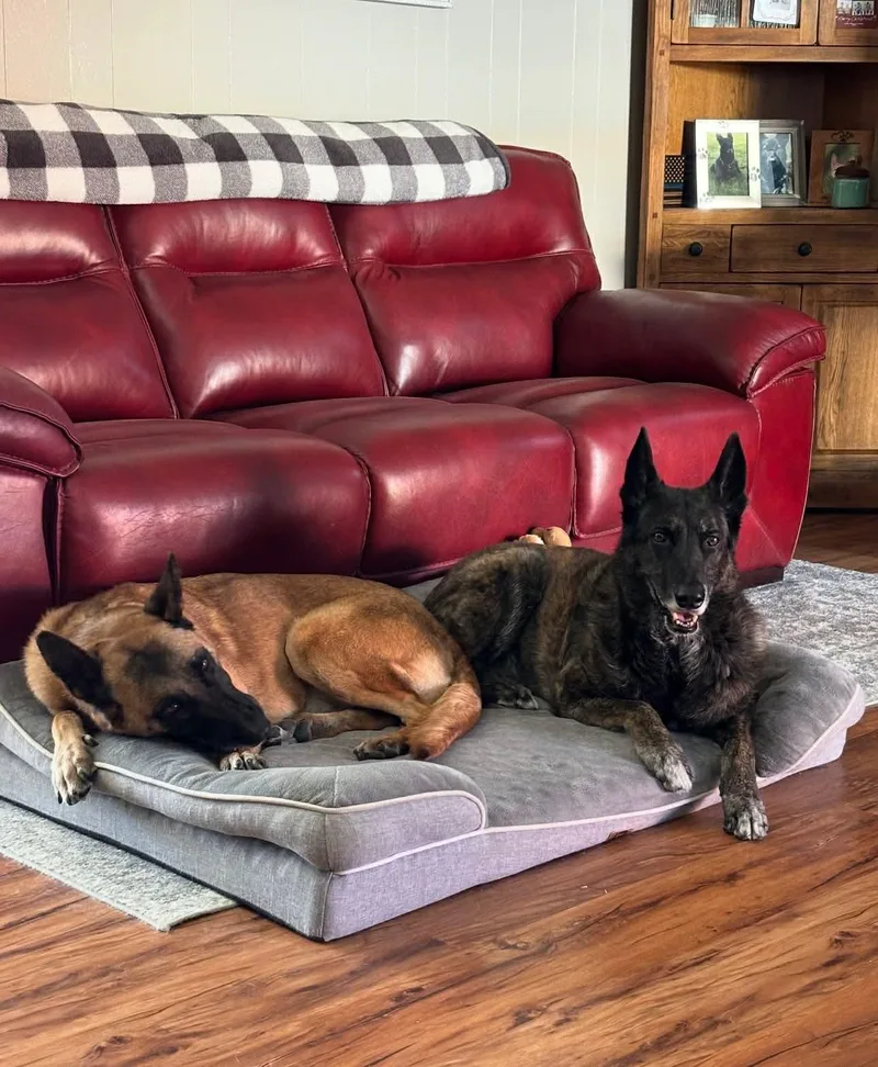 An adult large-sized female Belgian Shepherd / Malinois dog named Kimber for adoption in Houston , TX