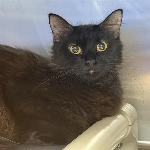 A young medium-sized female Domestic Short Hair cat named Pink Bow for adoption in Las Vegas, NV