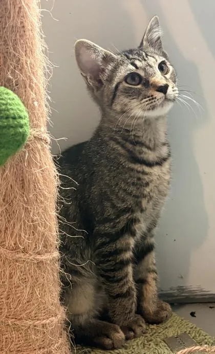 A baby small-sized male Domestic Short Hair cat named Jam $ @ Petco for adoption in Seneca, SC