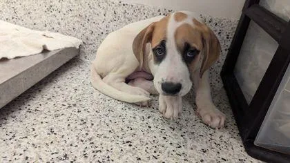 A baby medium-sized male Mixed Breed dog named Red Bean for adoption in Atlanta, GA