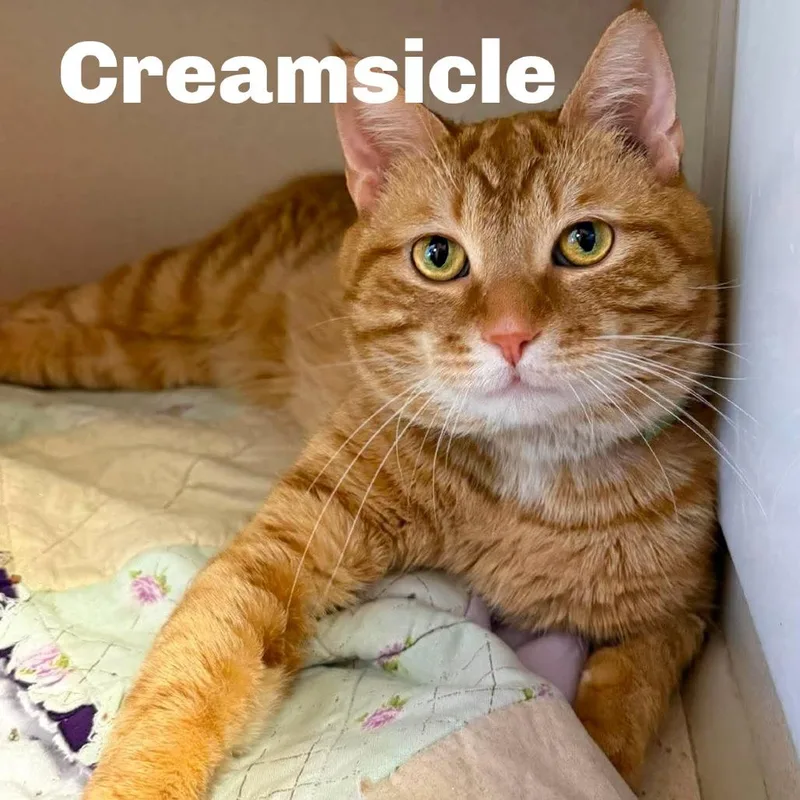 Creamsicle