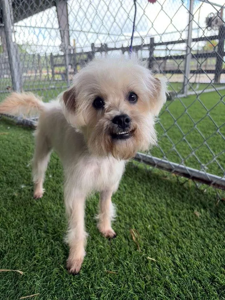 A young small-sized male Apricot / Beige Mixed Breed dog named Shaggy for adoption in Brooklyn, NY