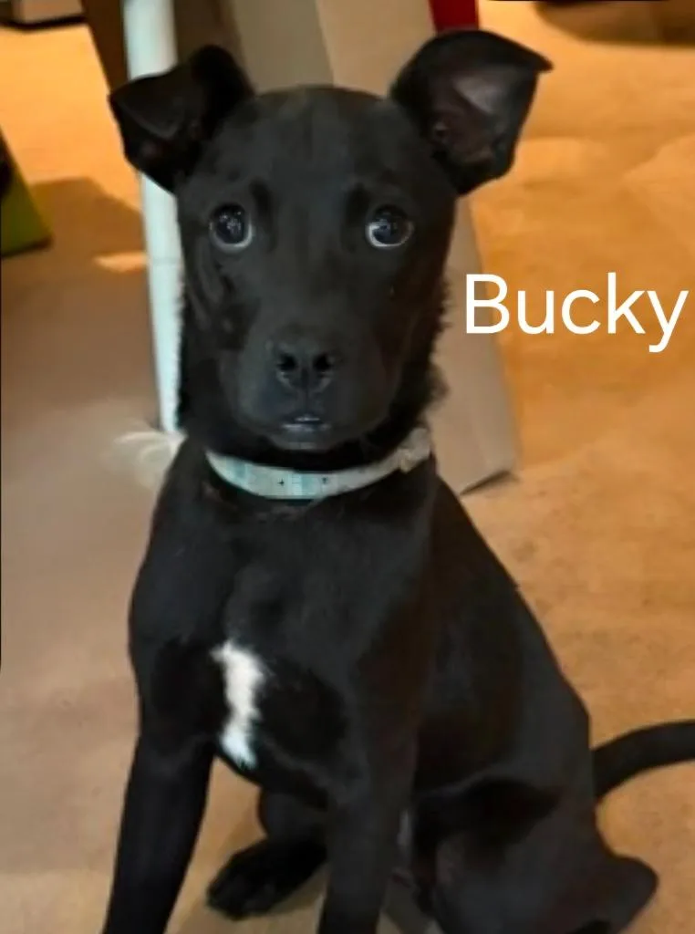 A baby medium-sized male Labrador Retriever dog named Bucky for adoption in Rutherfordton, NC