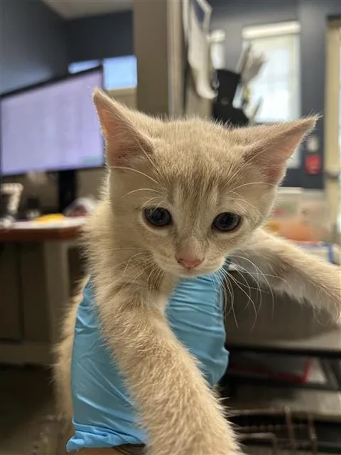 A baby small-sized female Domestic Short Hair cat named Laprincessa for adoption in San Antonio, TX