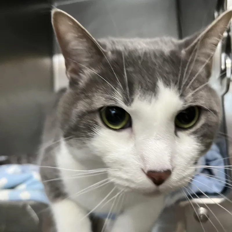 An adult small-sized male White Domestic Short Hair cat named Gary for adoption in Chattanooga, TN