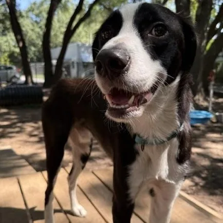 A young medium-sized male White / Cream Mixed Breed dog named Quattro for adoption in Charleston, SC