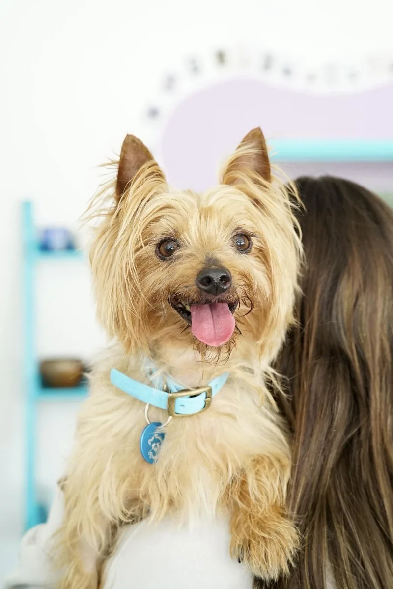 An adult small-sized male Yorkshire Terrier dog named Desi for adoption in Pasadena, CA