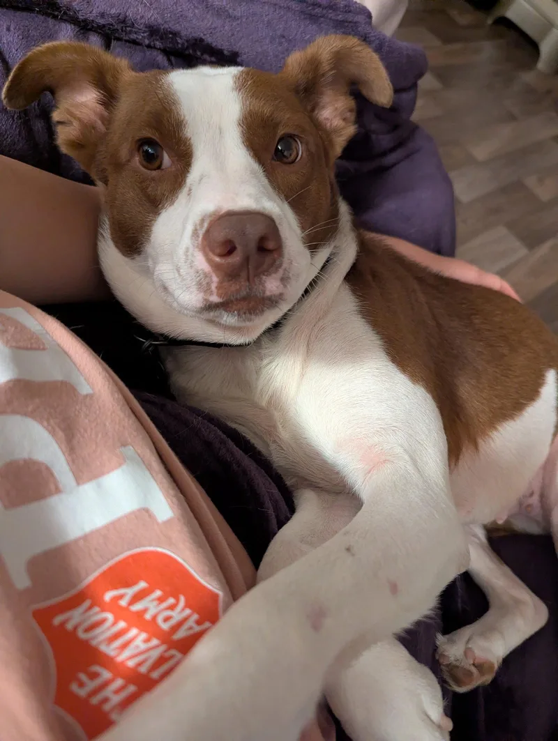An adult medium-sized female Rat Terrier dog named Penelope for adoption in Holly Springs, NC