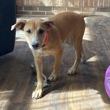 A young medium-sized female Yellow / Tan / Blond / Fawn Shepherd dog named Heidi for adoption in South Elgin, IL