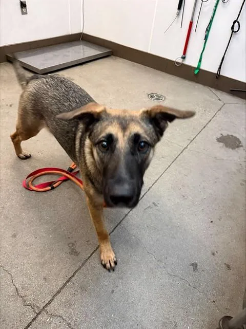 An adult large-sized female German Shepherd Dog dog named Sweetie for adoption in Tucson, AZ