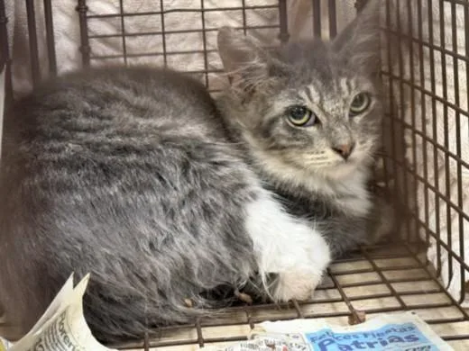 A baby medium-sized male Domestic Long Hair cat named A for adoption in San Pedro, CA