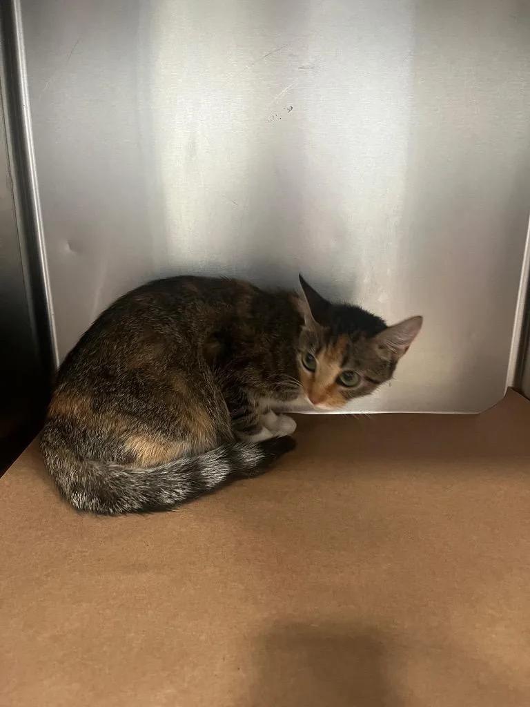 A young large-sized female Domestic Short Hair cat named Cinny for adoption in Cartersville , GA