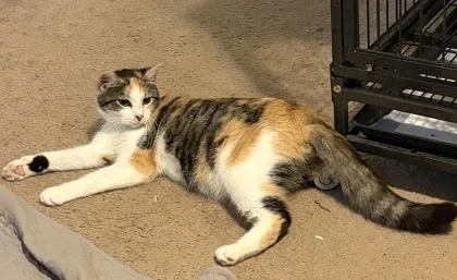 A young small-sized female Domestic Short Hair cat named Neopolitin for adoption in Wilkesboro, NC