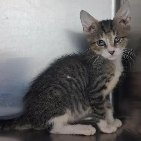 A baby small-sized male Brown / Chocolate Domestic Short Hair cat named Honda for adoption in Bullhead City, AZ