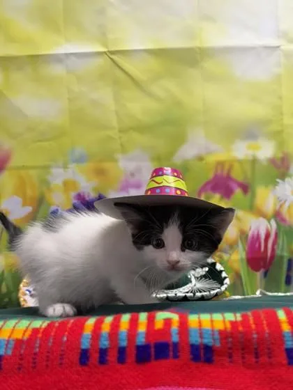 A baby small-sized male Domestic Short Hair cat named Ziggy for adoption in San Antonio, TX