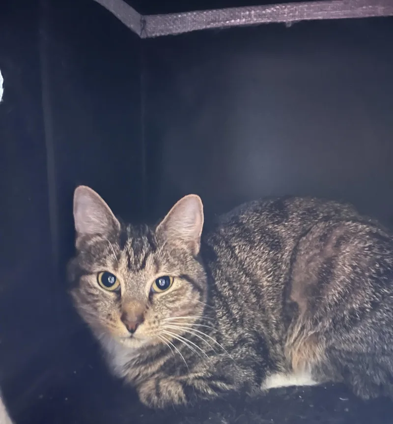 A young medium-sized female Domestic Short Hair cat named Mittens for adoption in Binghamton, NY