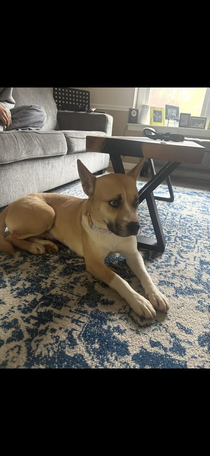 An adult medium-sized female Yellow / Tan / Blond / Fawn Husky dog named Mya for adoption in Philadelphia, PA