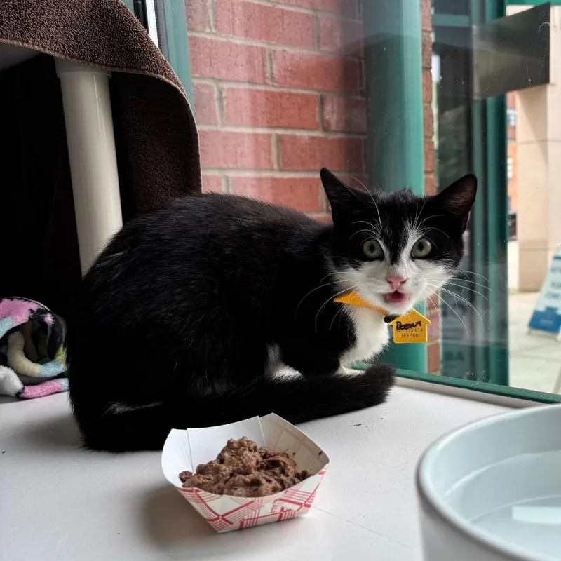A young small-sized female Black Domestic Short Hair cat named Beezus for adoption in Springfield, MA