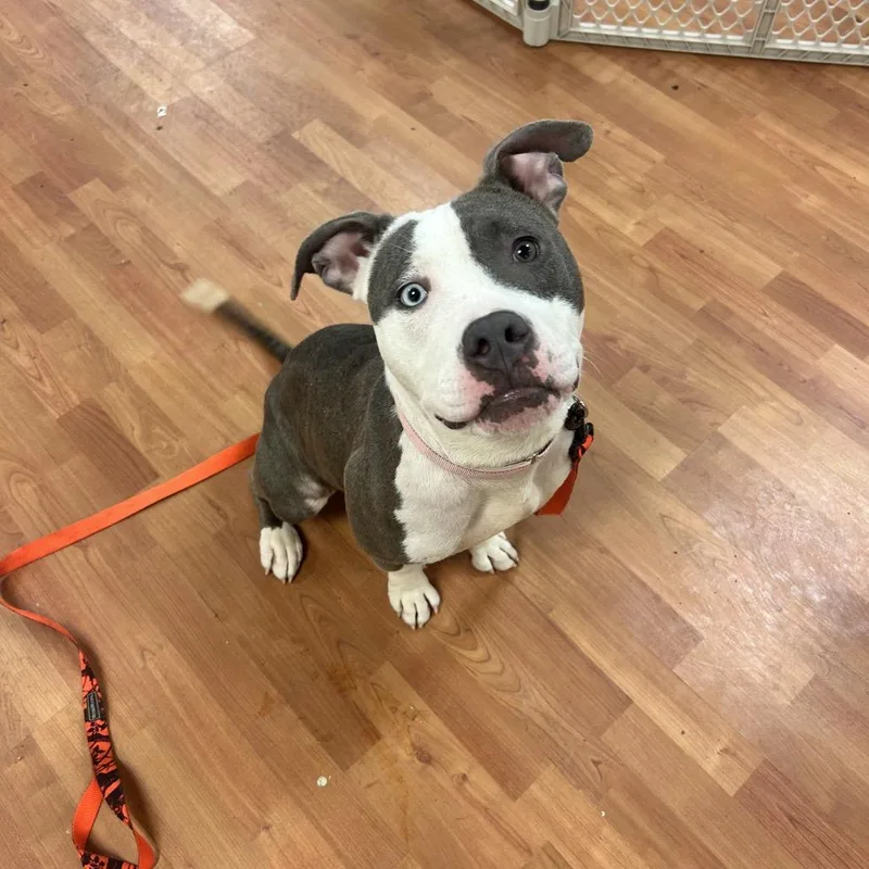 An adult medium-sized female Gray / Blue / Silver Mixed Breed dog named Eden for adoption in Springboro, OH