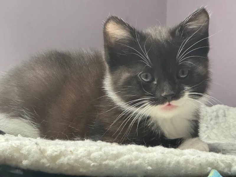 Kona