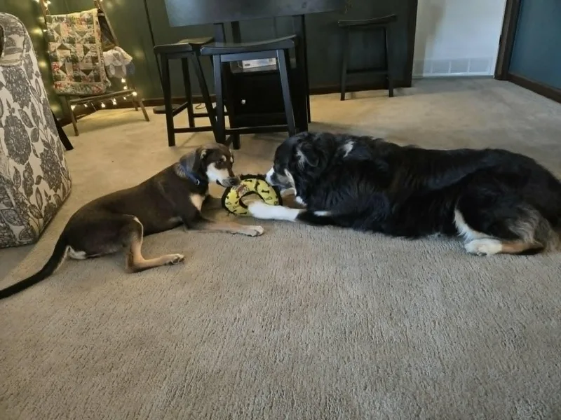 A young medium-sized male Black Shepherd dog named Bisbee for adoption in Byrdstown, TN