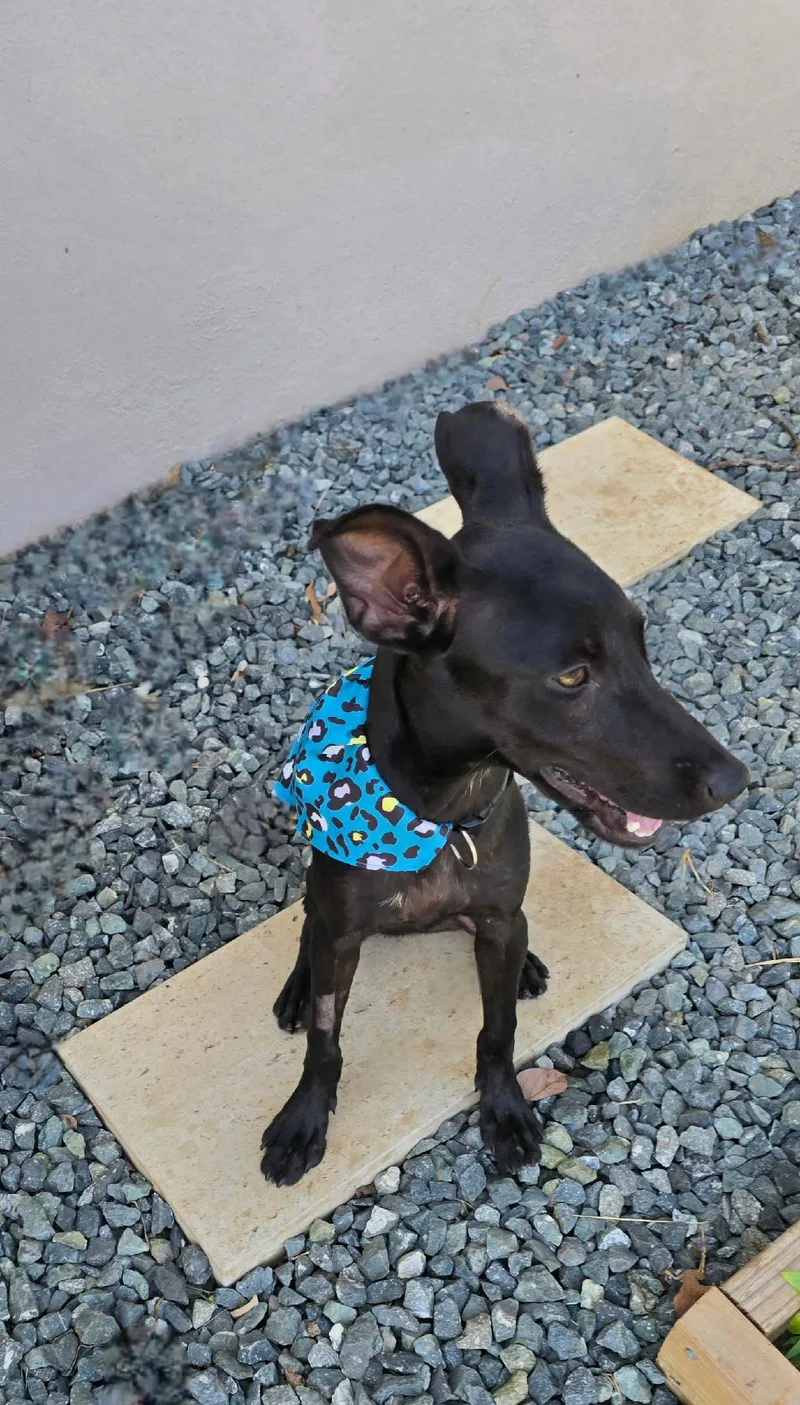 A young small-sized female Terrier dog named Morena for adoption in Albion, NY