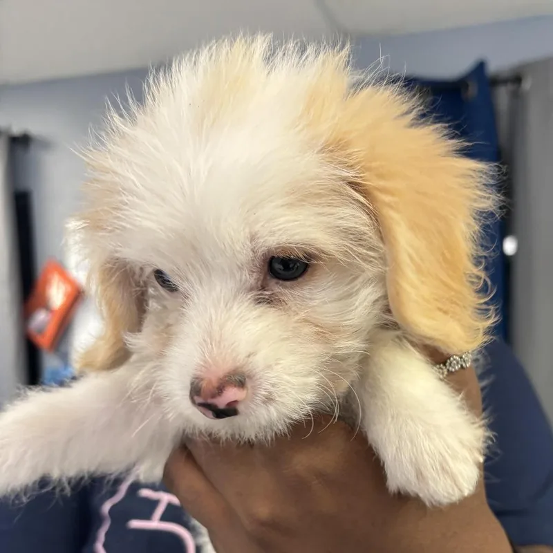 A baby small-sized female White / Cream Mixed Breed dog named Emerald for adoption in Lake Jackson, TX
