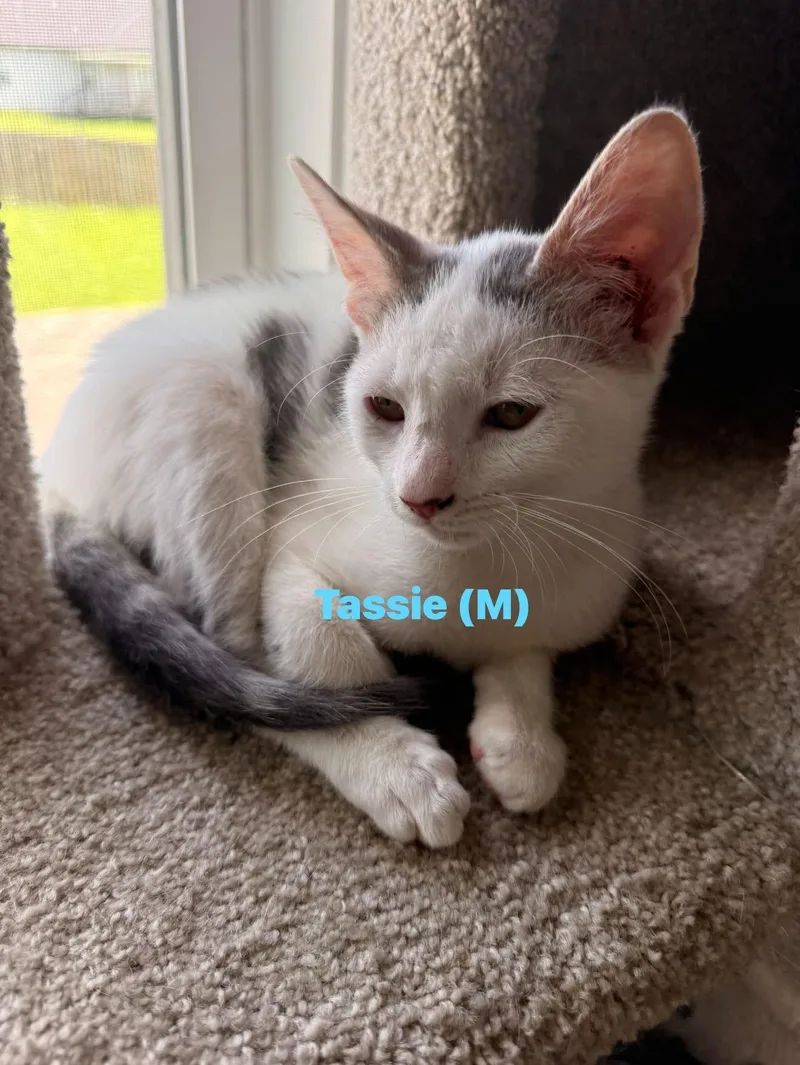 A baby small-sized male Black & White / Tuxedo Domestic Short Hair cat named Tassie for adoption in Clarksville, TN