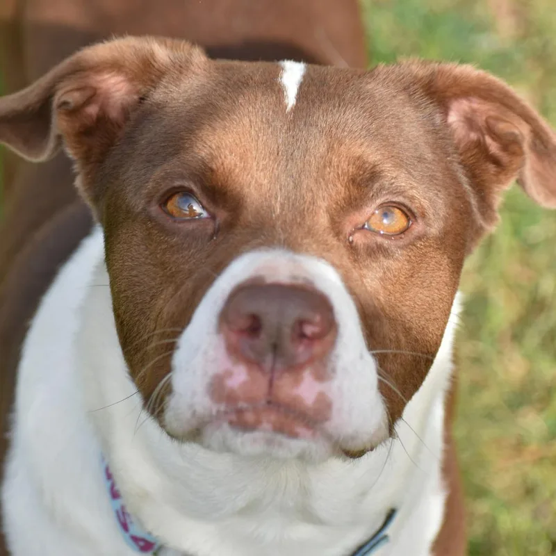 An adult medium-sized female Brown / Chocolate Mixed Breed dog named Mila for adoption in Mebane, NC